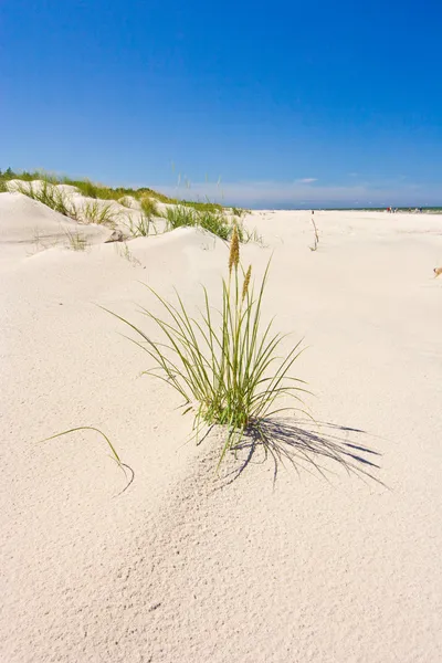 Beach — Stock Photo, Image