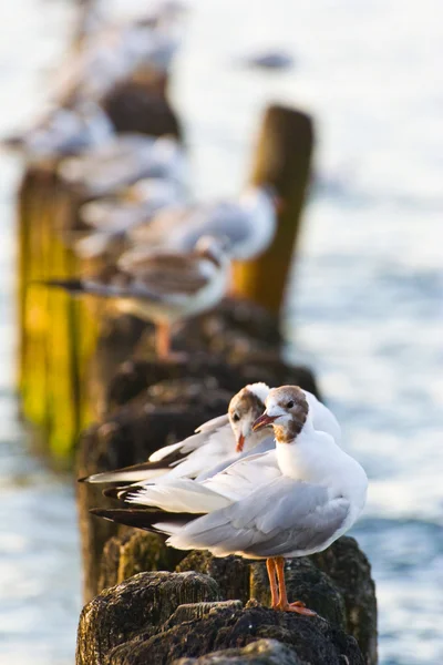 Gulls on groynes in the surf on the Polish Baltic coast — Stock Photo, Image