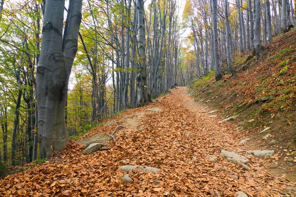 Forêt d'automne — Photo