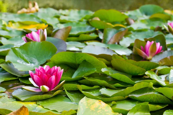 Pond scenery with water lilly — Stock Photo, Image