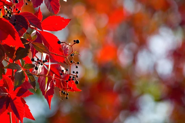 Red ivy — Stock Photo, Image