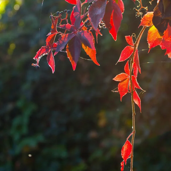 ROSSO IVY — Foto Stock