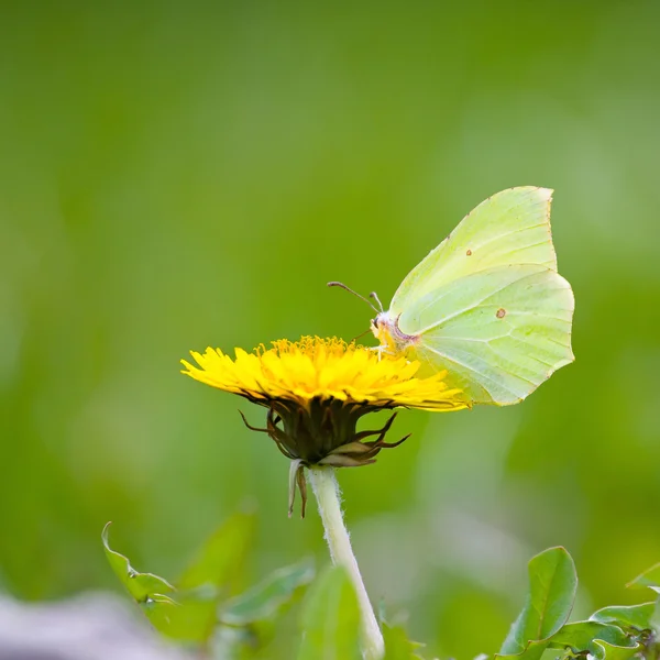 Κίτρινο πεταλούδα σε κίτρινα λουλούδια — Φωτογραφία Αρχείου