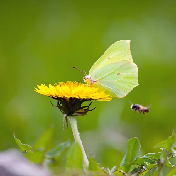 Κίτρινο πεταλούδα σε κίτρινα λουλούδια — Φωτογραφία Αρχείου