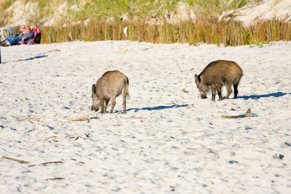 Jabalíes mendigando en la playa, Polonia — Foto de Stock