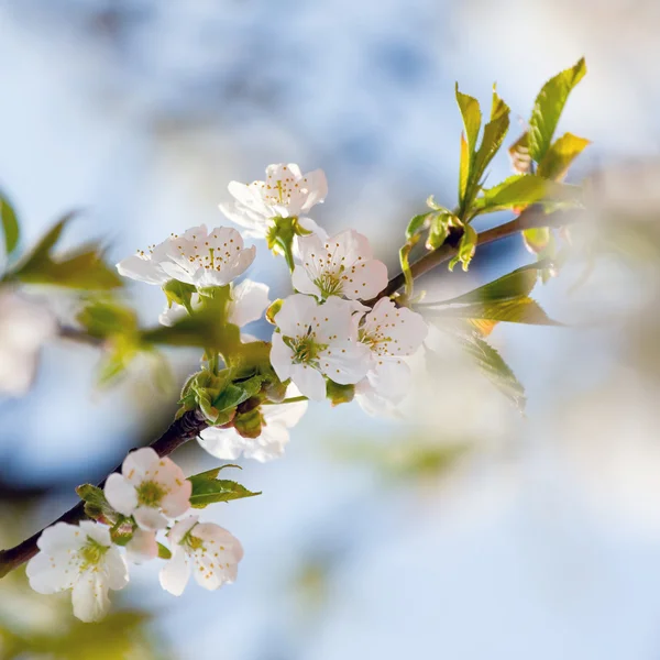 Květiny na jabloních — Stock fotografie