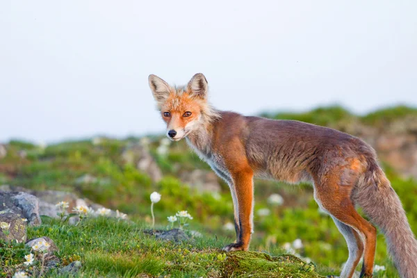 Red fox, sunrise, Babia Gora, Poland — Stock Photo, Image