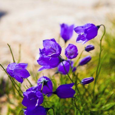 Küçük 'campanula get mee' (veya çan çiçekleri) yumuşak çiçekli arka plan.