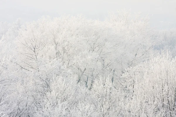 Frostat träd mot en blå himmel på en solig morgon. — Stockfoto