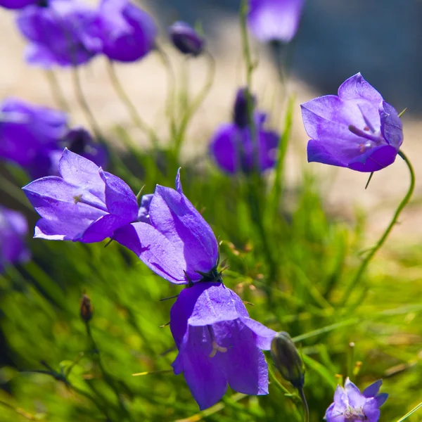 Küçük 'campanula get mee' (veya çan çiçekleri) yumuşak çiçekli arka plan.