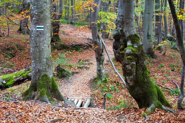 Forêt d'automne — Photo