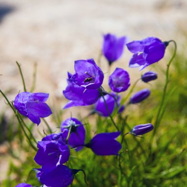 Küçük 'campanula get mee' (veya çan çiçekleri) yumuşak çiçekli arka plan.