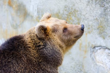 Hayvanat bahçesindeki kahverengi ayı