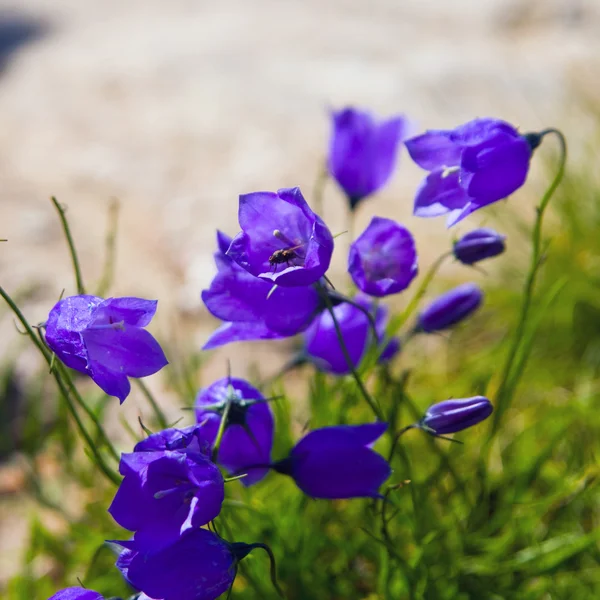 Liten "campanula få mee" (eller bellflowers) mjuk blommig bakgrund. — Stockfoto