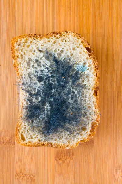 Mögligt bröd. — Stockfoto