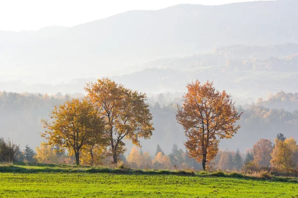 Güzel sonbahar ağaçlar, sonbahar yatay. — Stok fotoğraf