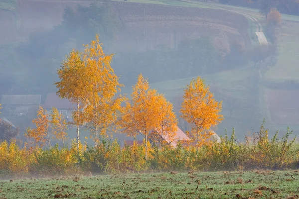 Belas árvores de outono, outono Paisagem . — Fotografia de Stock