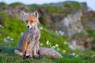 Red fox, sunrise, Babia Gora, Poland clipart