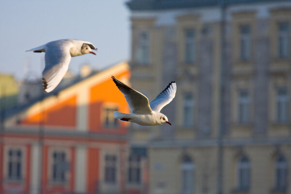 flying seagull in action