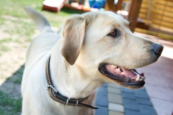 Sarı bir Fildişi Retriever labrador köpeği — Stok fotoğraf