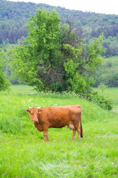 牛动物 — 图库照片