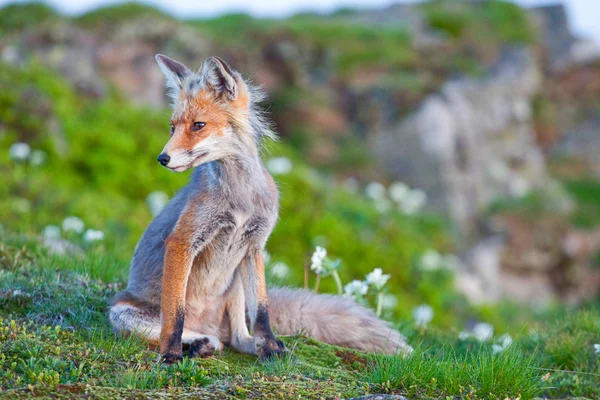 Renard roux, lever du soleil, Babia Gora, Pologne — Photo