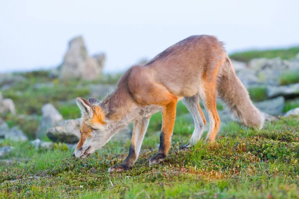 Red fox, Świt, babia gora, Polska — Zdjęcie stockowe