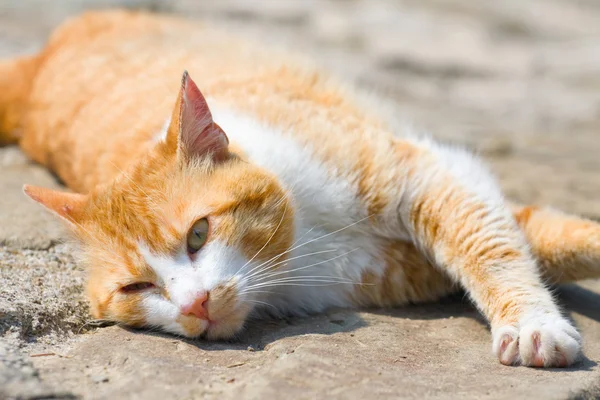 Ginger cat — Stock Photo, Image