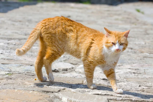 Ginger cat — Stock Photo, Image