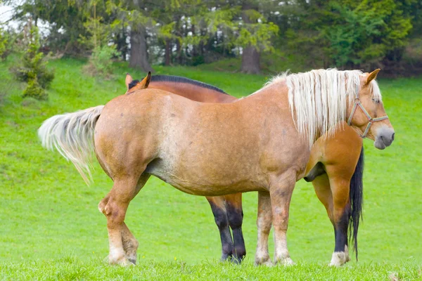 Paarden op de weide — Stockfoto