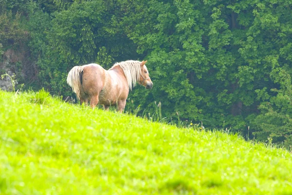 牧场上的马的肖像 — 图库照片