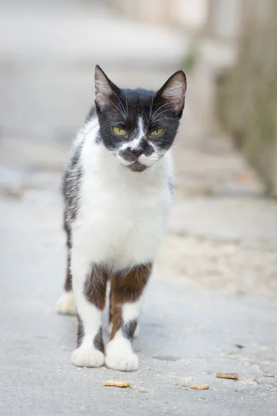 Cat in the city — Stock Photo, Image