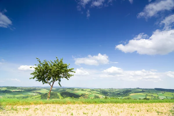 Paesaggio con un albero solitario e cielo blu — Foto Stock