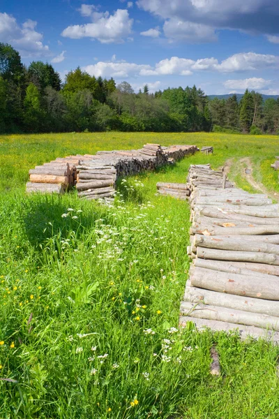 Vuren hout inloggen bos, Polen — Stockfoto