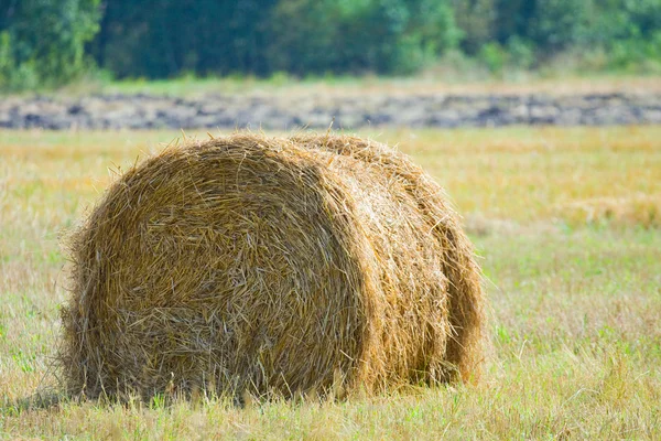 Campo colhido com fardos de palha no verão — Fotografia de Stock