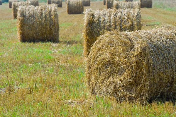 Harvested field with straw bales in summer — Stock Photo, Image