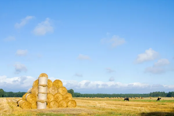 Big round bales of straw in the meadow. Polish countryside lands — Stock Photo, Image