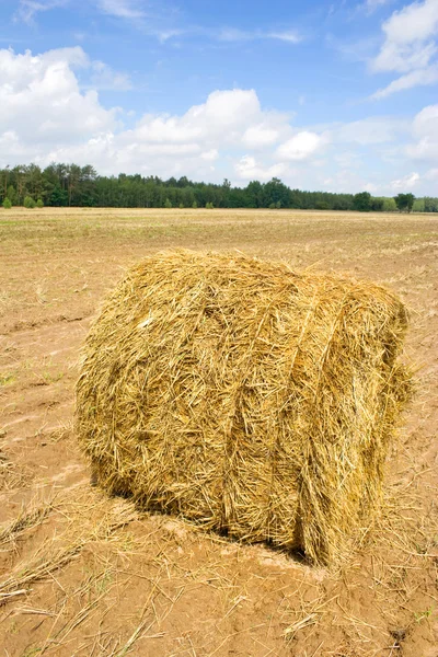 Polish country landscape, summer — Stock Photo, Image