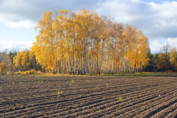 Paesaggio agricolo autunnale — Foto Stock