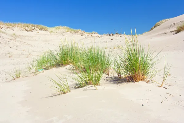 Dunas en un Parque Nacional Slowinski, Polonia —  Fotos de Stock