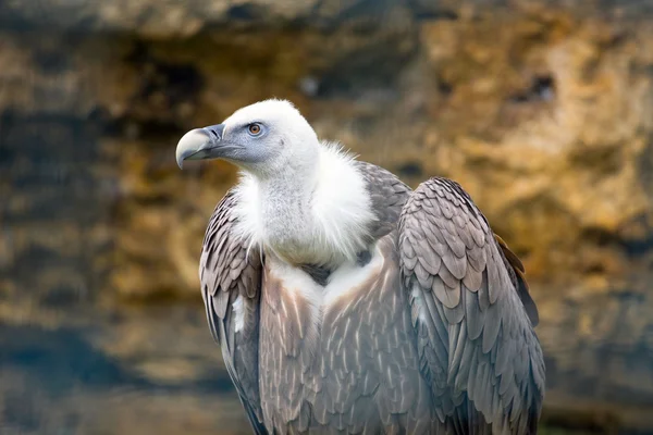 Όρνιο (Gyps fulvus) — Φωτογραφία Αρχείου