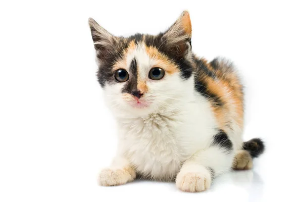 Three-colored kitty — Stock Photo, Image