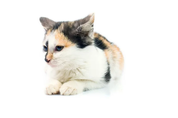 Tří barevné koťátko — Stock fotografie