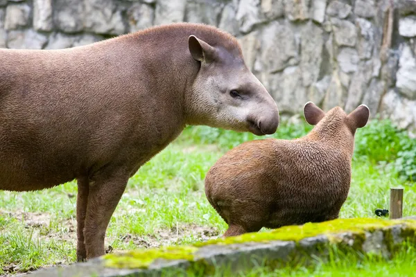 Sydamerikanska tapir, tapirus terrestris, anta — Stockfoto