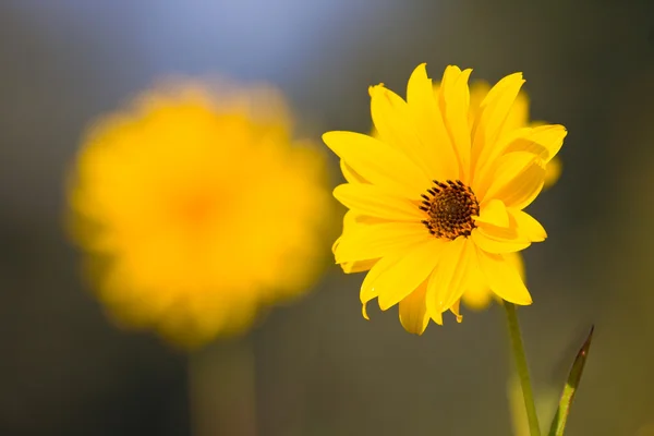 Gula blommor — Stockfoto