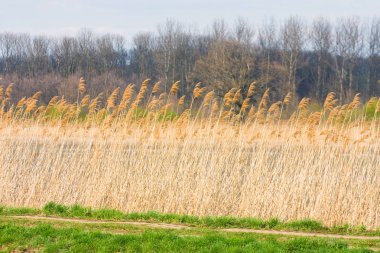 Reed.