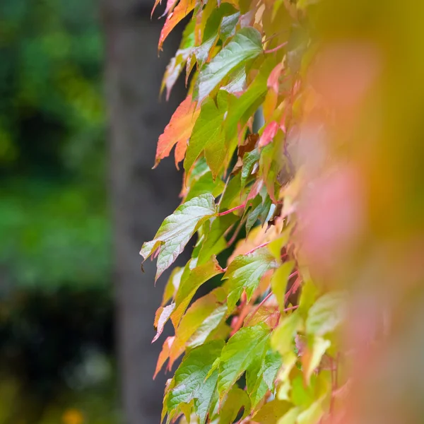 Hiedra de otoño — Foto de Stock