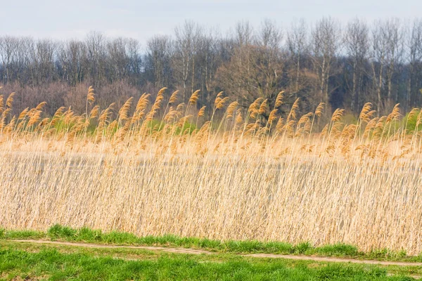 Reed... — Fotografia de Stock