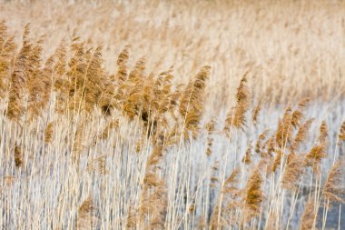 Reed.