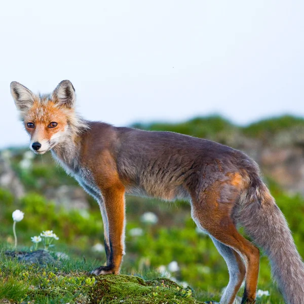 Volpe rossa, alba, Babia Gora, Polonia — Foto Stock